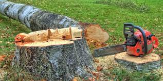 Best Tree Cabling and Bracing  in Anton, TX