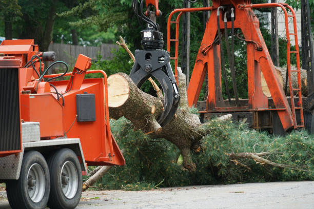 How Our Tree Care Process Works  in  Anton, TX