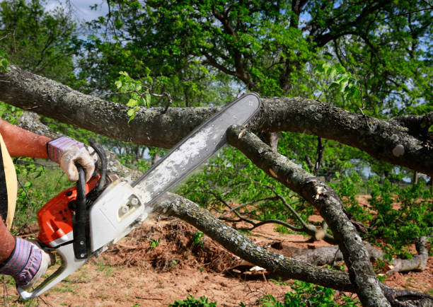 How Our Tree Care Process Works  in  Anton, TX